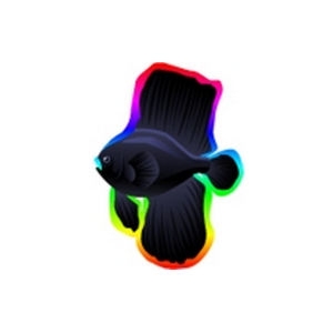 Rainbow Batfish